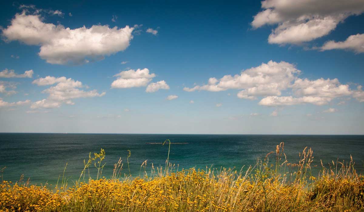 Exploring the Beauty and Diversity of the Natural World